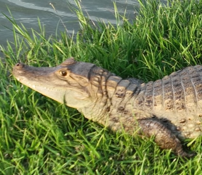Babillo de Panamá centro